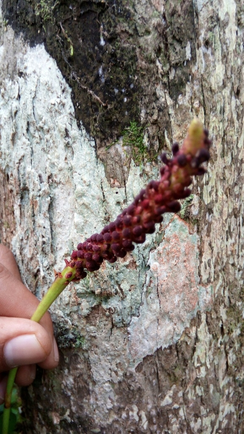 Bulbophyllum henrici photo 8