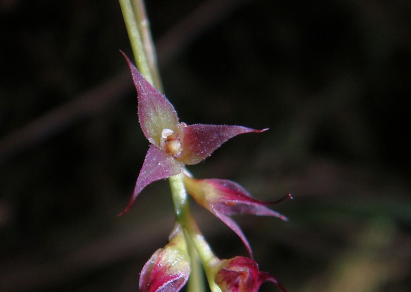 Bulbophyllum herbula