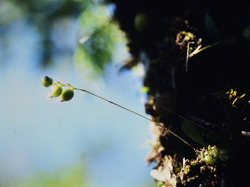 Bulbophyllum herbula photo 2