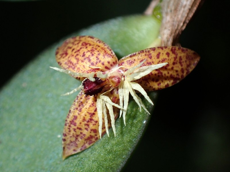 Bulbophyllum hexarhopalon
