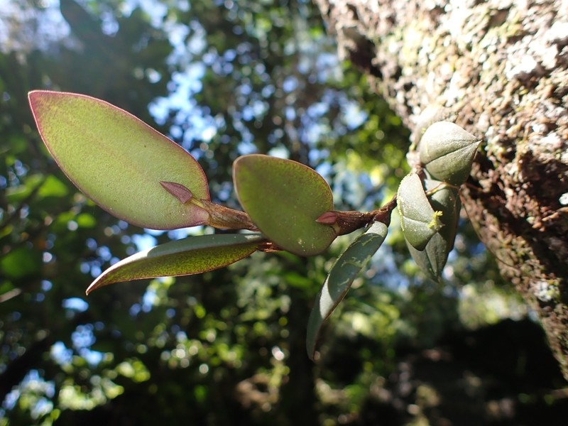 Bulbophyllum hexarhopalon photo 2