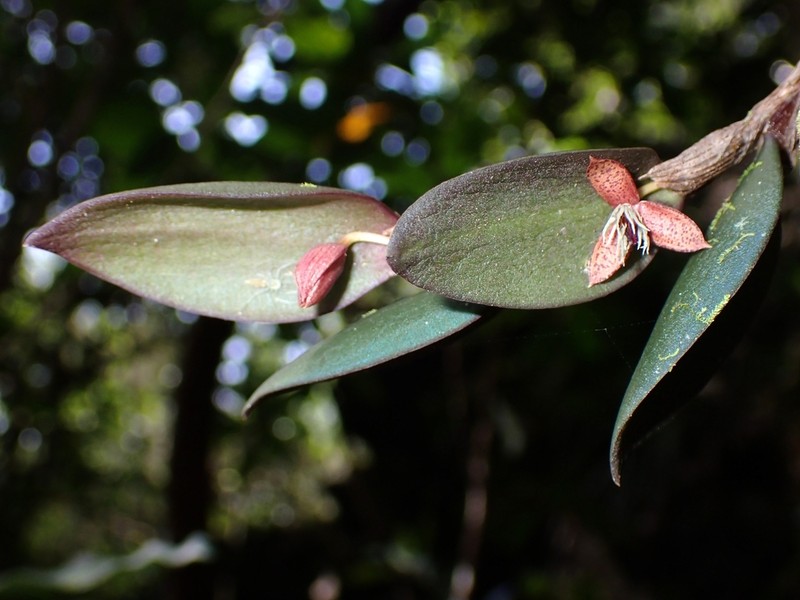 Bulbophyllum hexarhopalon photo 3