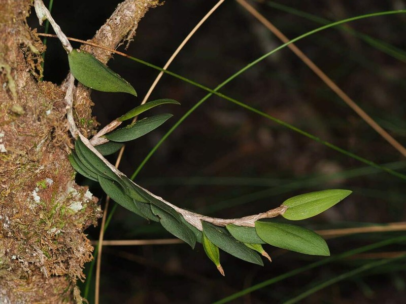 Bulbophyllum hexarhopalon photo 5