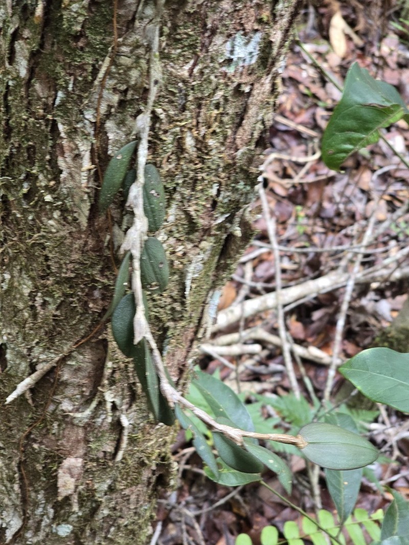 Bulbophyllum hexarhopalon photo 6