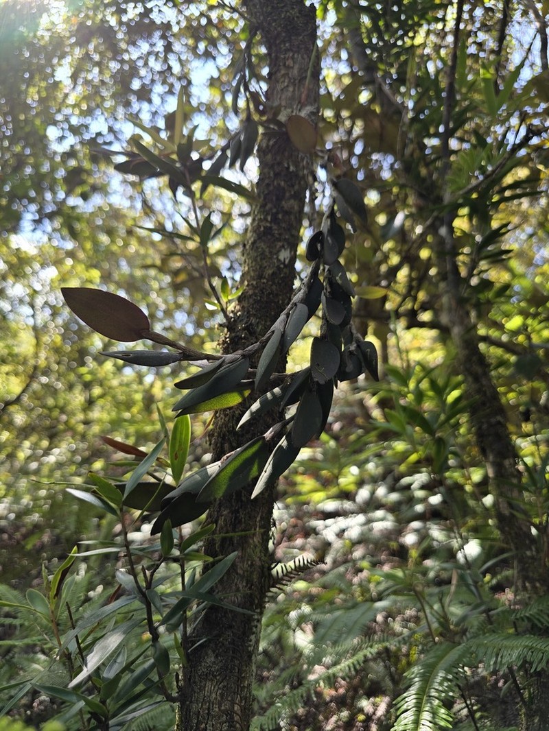 Bulbophyllum hexarhopalon photo 7