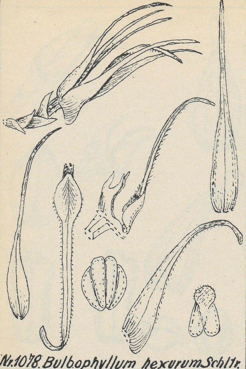 Bulbophyllum hexurum