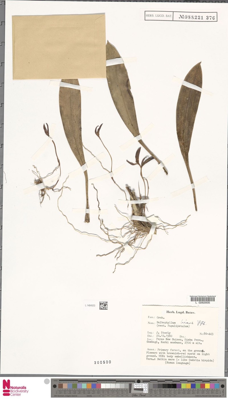 Bulbophyllum hians