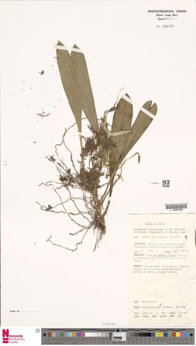 Bulbophyllum hians photo 2