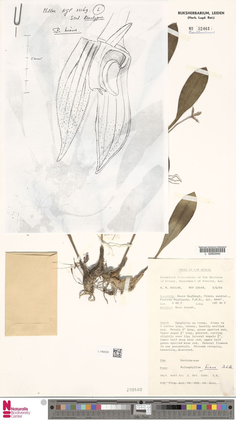 Bulbophyllum hians photo 3