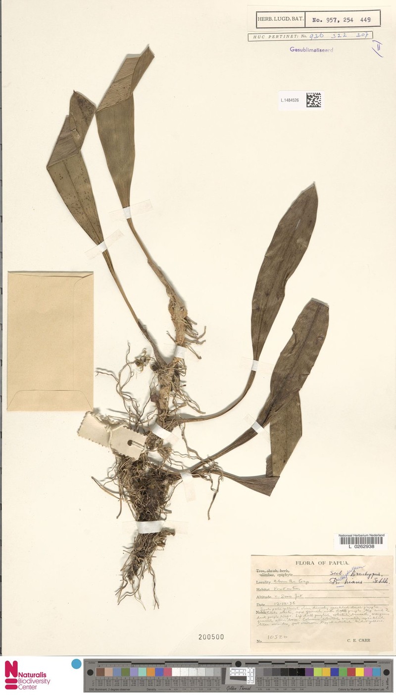 Bulbophyllum hians photo 4
