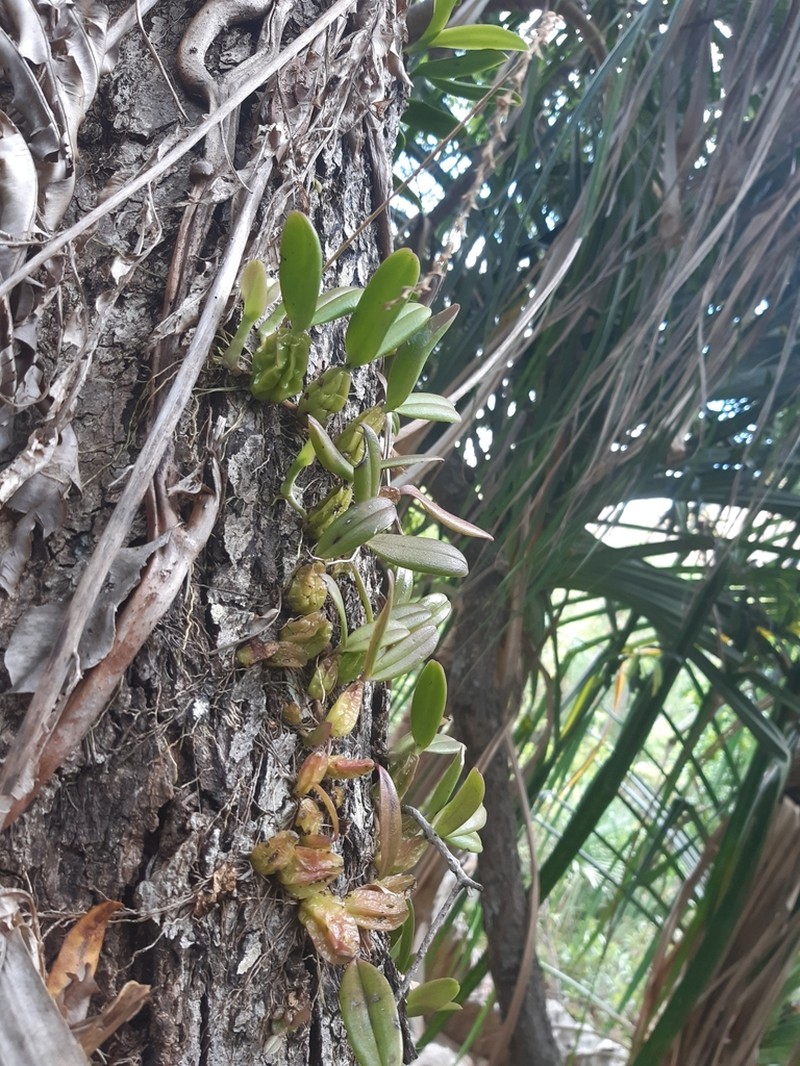 Bulbophyllum hildebrandtii