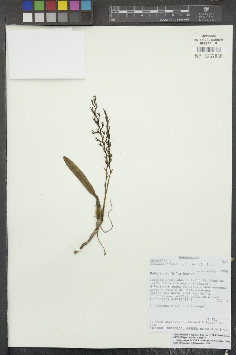 Bulbophyllum hildebrandtii photo 3