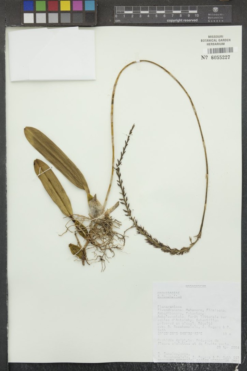 Bulbophyllum hildebrandtii photo 4