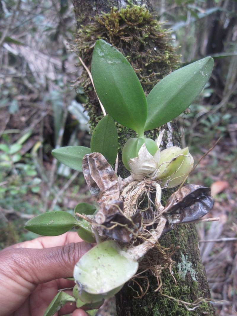 Bulbophyllum hirsutiusculum
