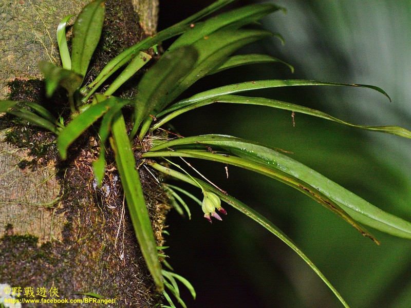Bulbophyllum hirtulum
