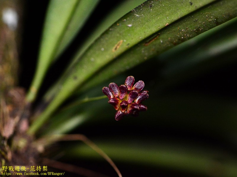 Bulbophyllum hirtulum photo 2