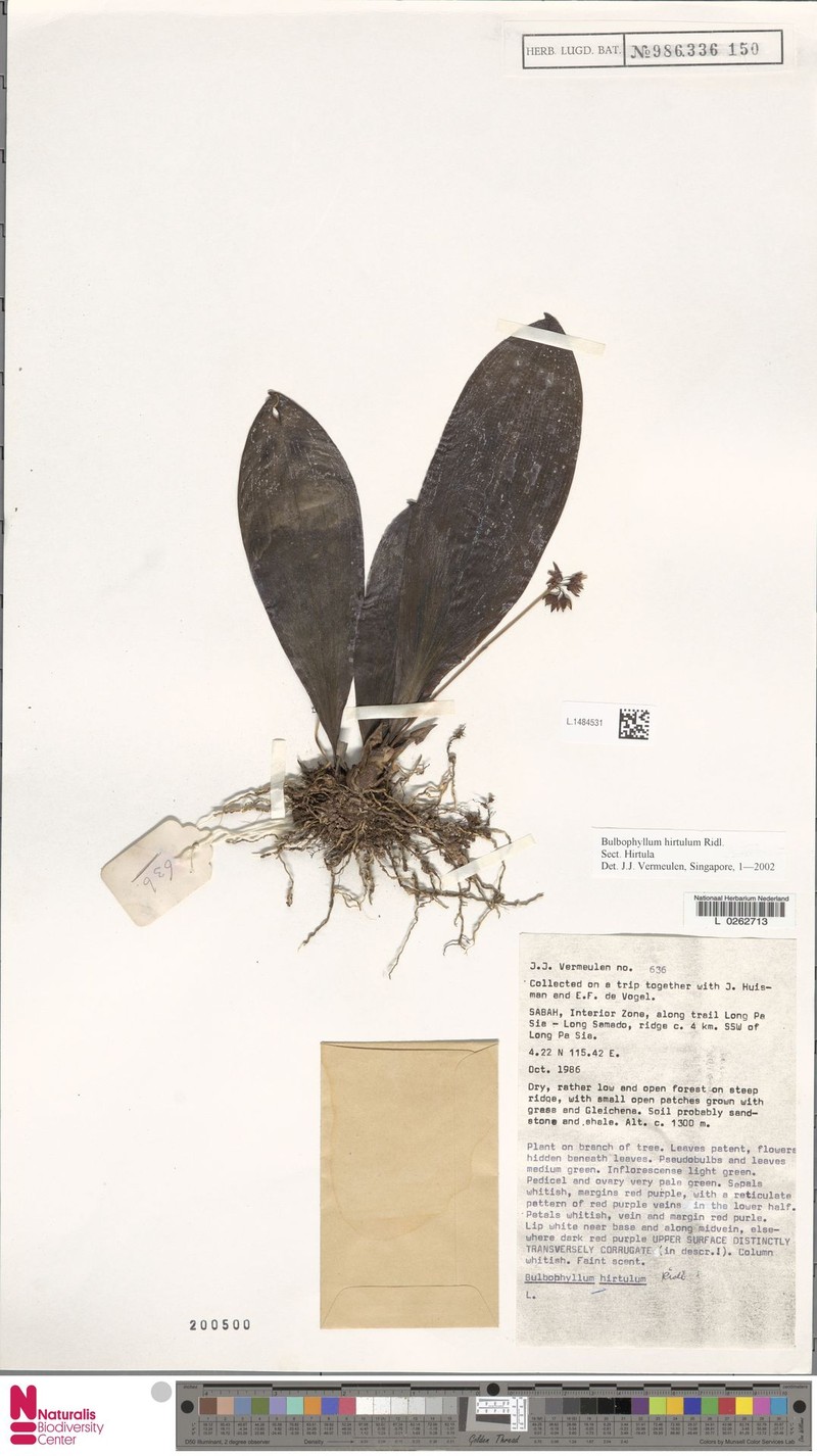 Bulbophyllum hirtulum photo 3