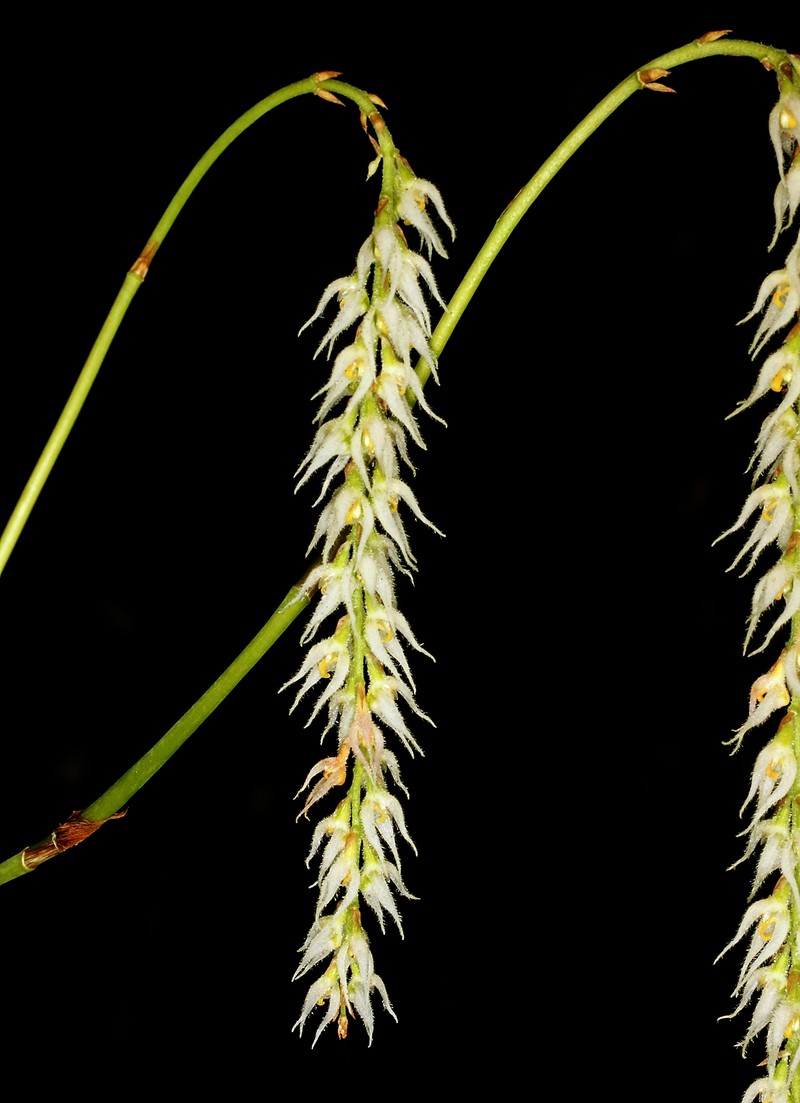Bulbophyllum hirtum