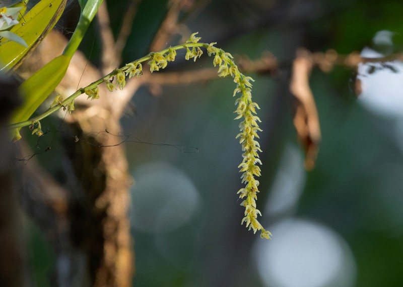 Bulbophyllum hirtum photo 2