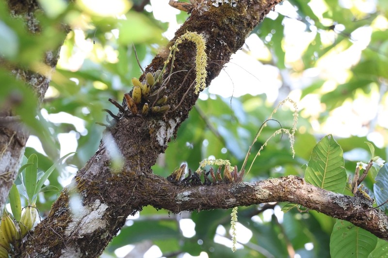 Bulbophyllum hirtum photo 3