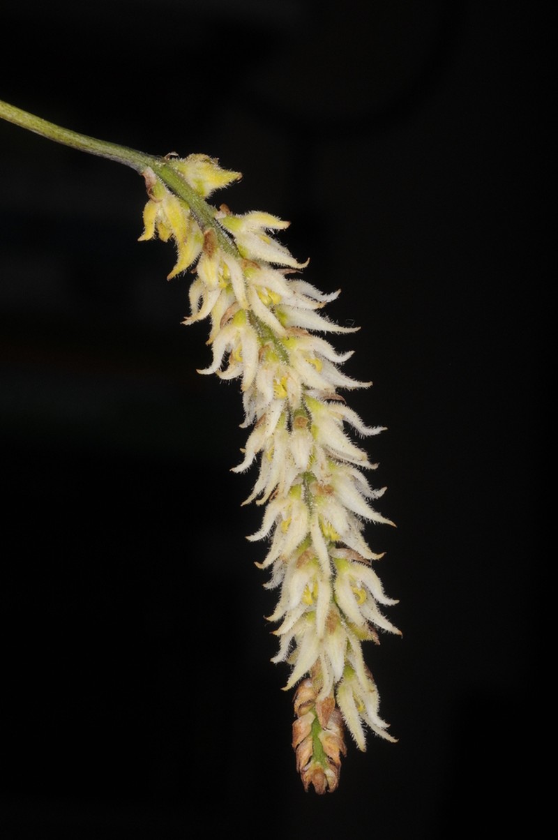 Bulbophyllum hirtum photo 5