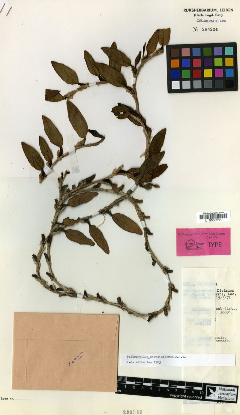 Bulbophyllum hirudiniferum