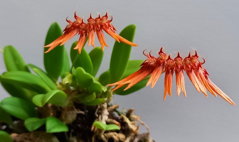 Bulbophyllum hirundinis