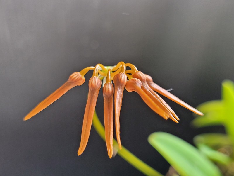 Bulbophyllum hirundinis photo 2