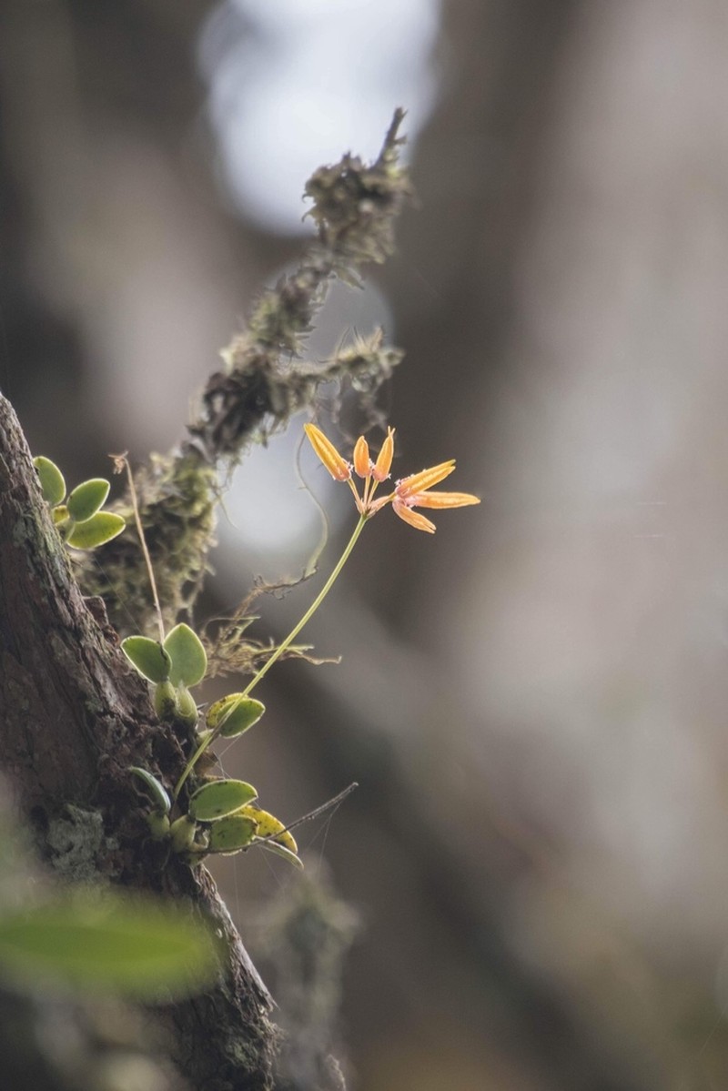 Bulbophyllum hirundinis photo 3