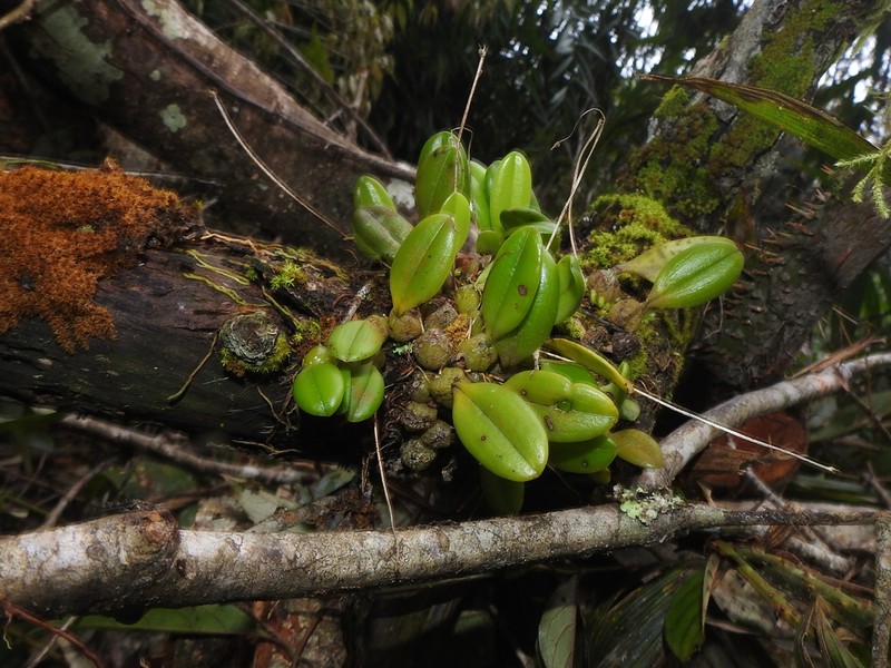 Bulbophyllum hirundinis photo 4