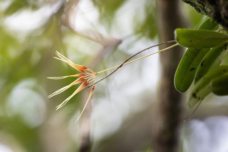 Bulbophyllum hirundinis photo 5