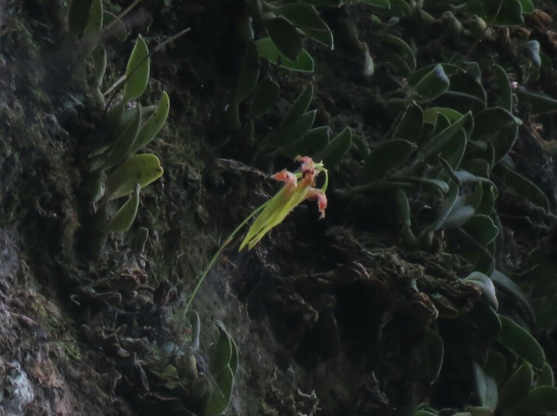 Bulbophyllum hirundinis photo 6