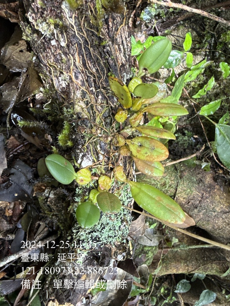 Bulbophyllum hirundinis photo 7