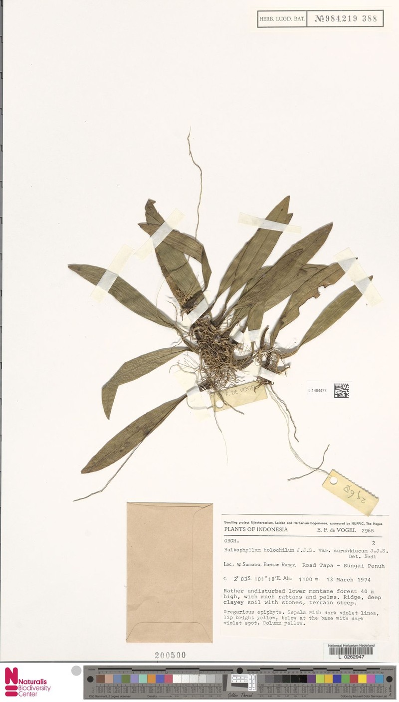 Bulbophyllum holochilum
