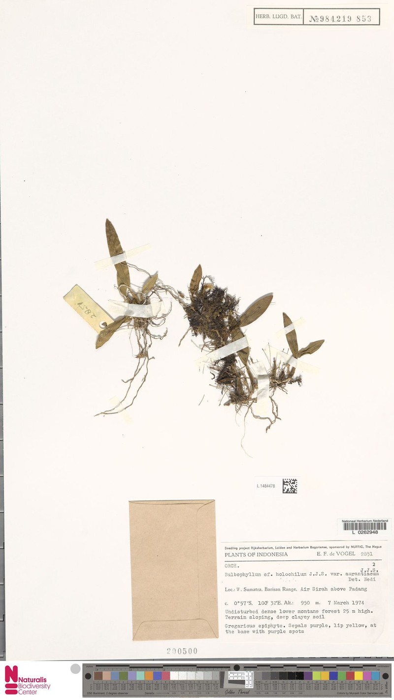 Bulbophyllum holochilum photo 2