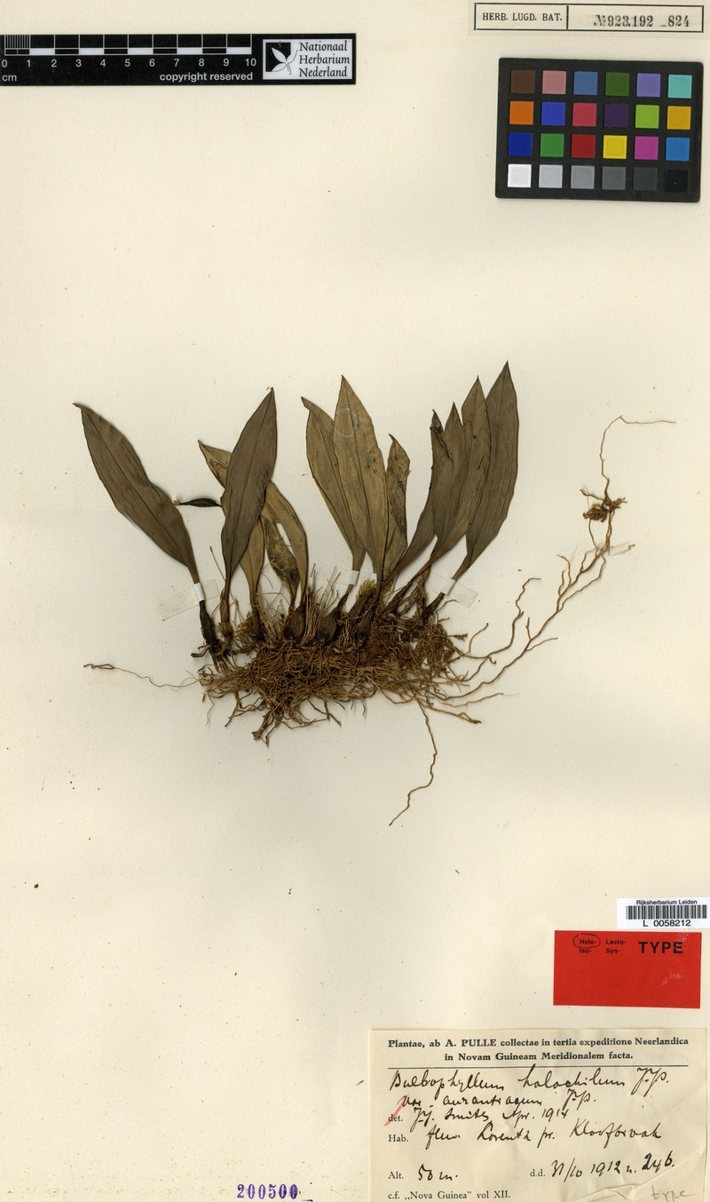 Bulbophyllum holochilum photo 3