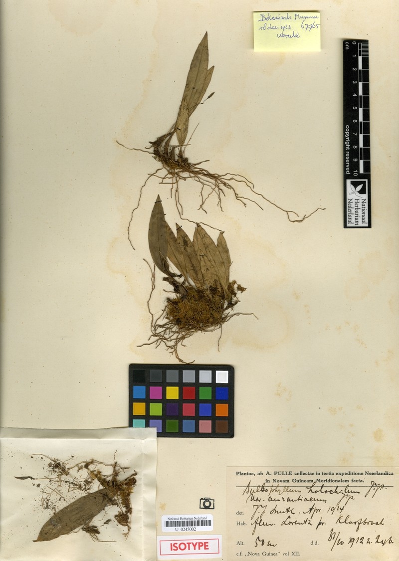Bulbophyllum holochilum photo 4