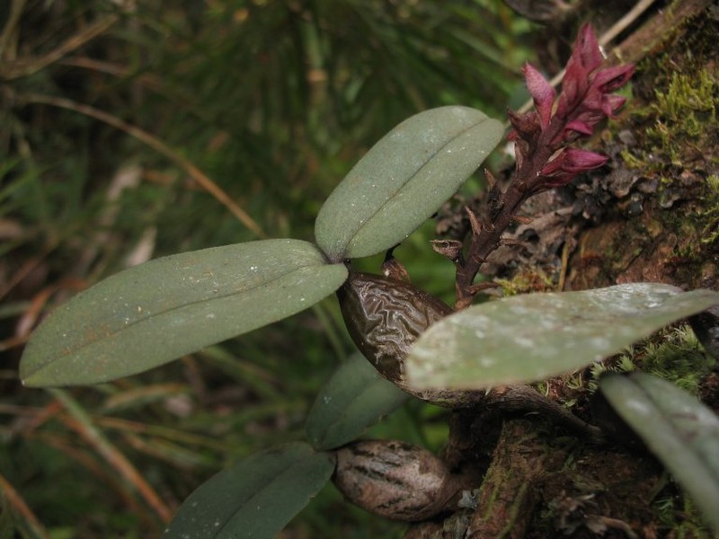 Bulbophyllum horizontale