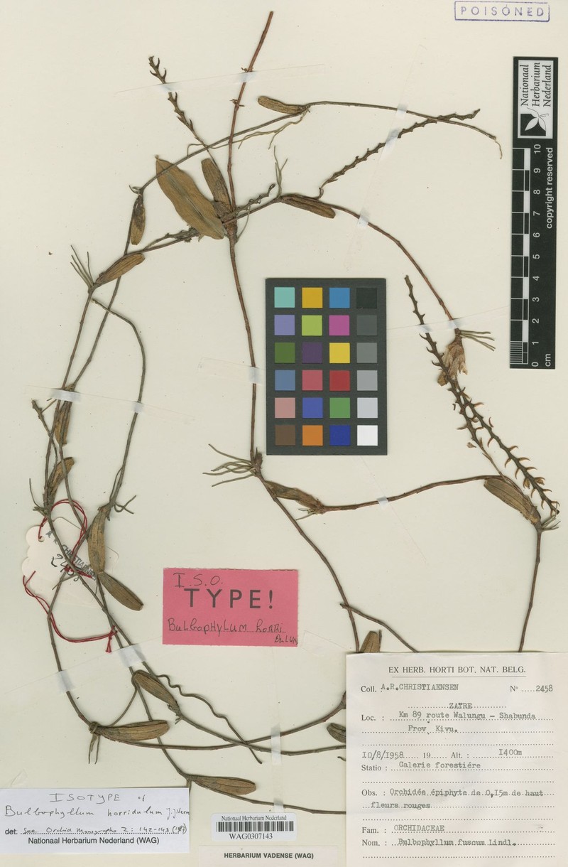 Bulbophyllum horridulum