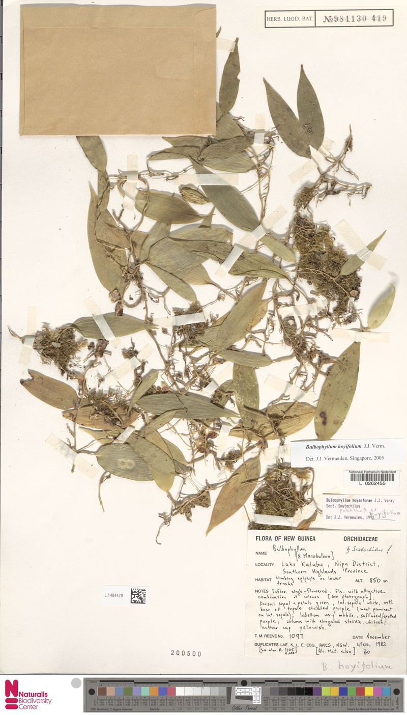 Bulbophyllum hoyifolium