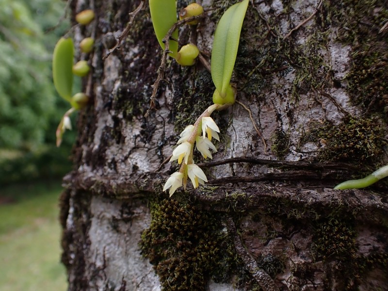 Bulbophyllum humblotii