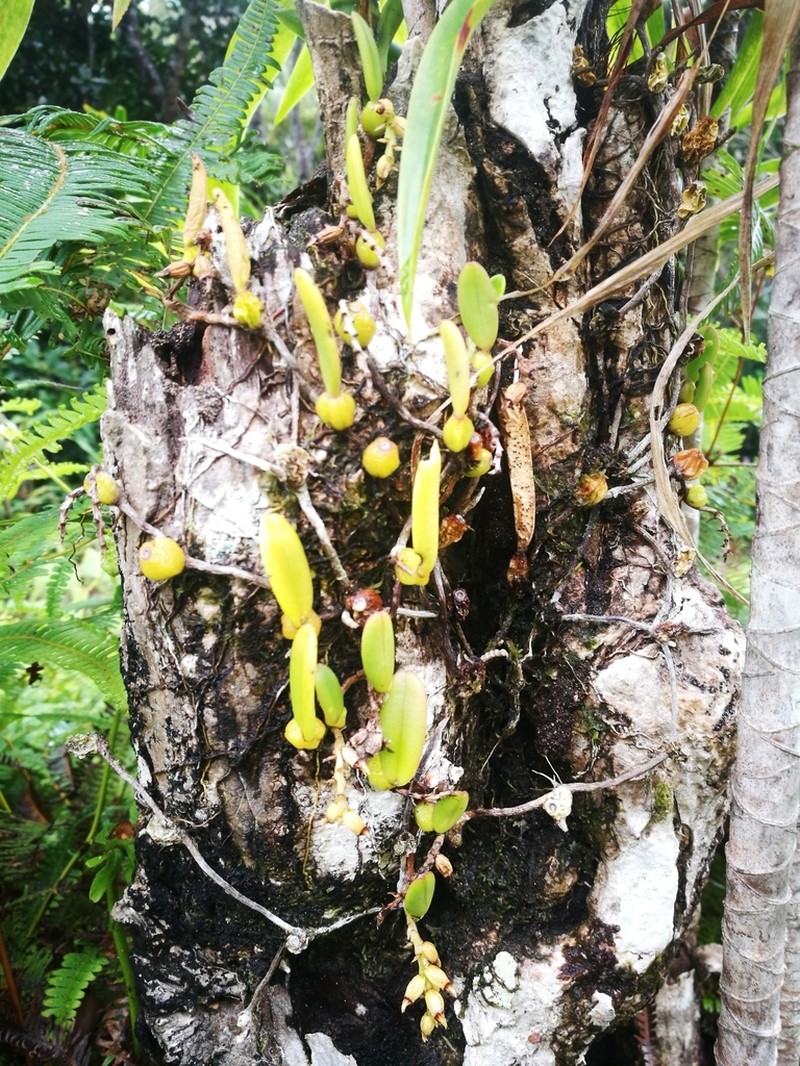 Bulbophyllum humblotii photo 2