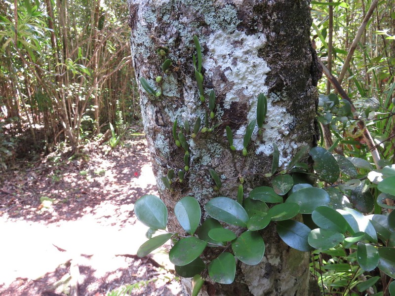 Bulbophyllum humblotii photo 3