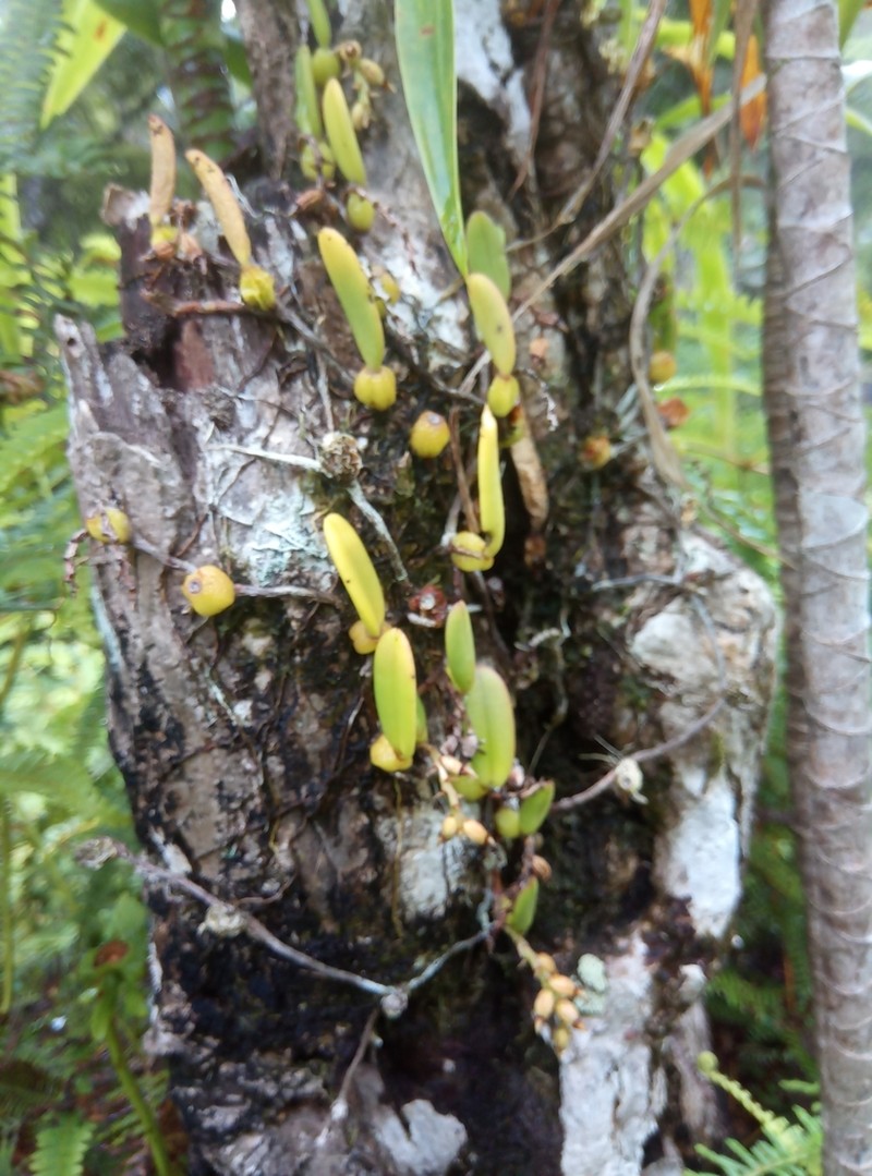 Bulbophyllum humblotii photo 4