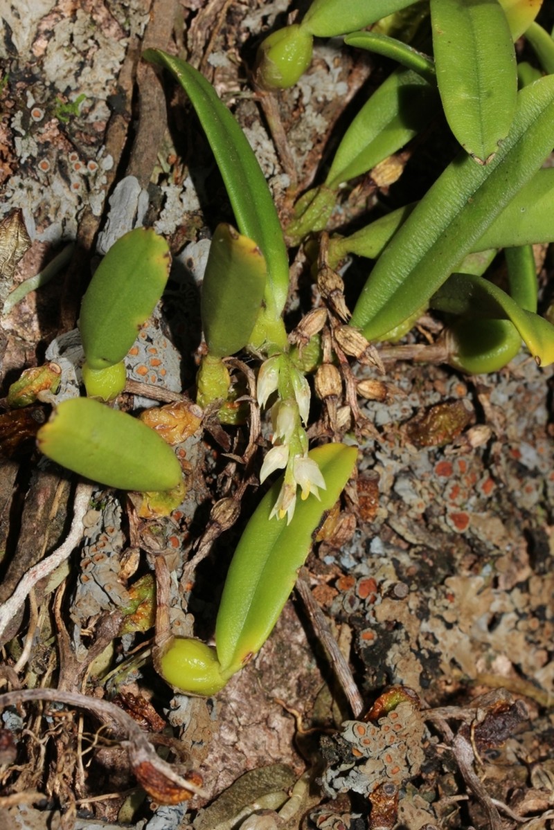 Bulbophyllum humblotii photo 5