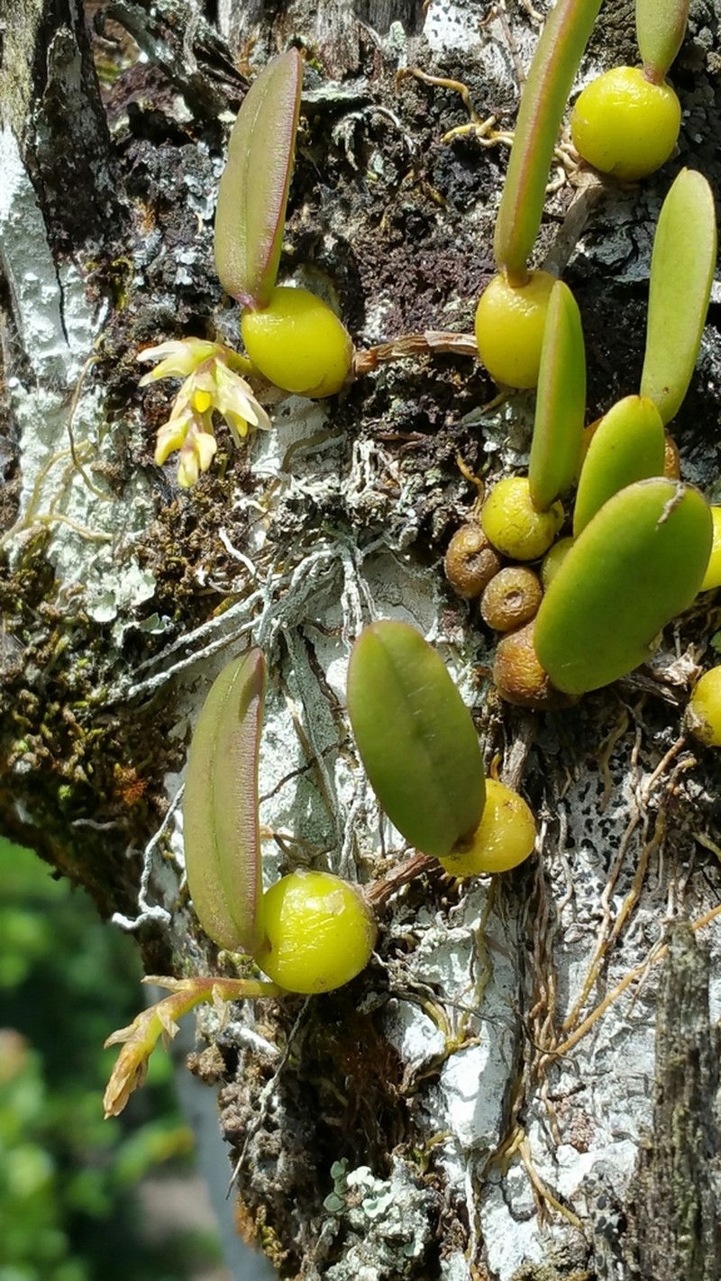 Bulbophyllum humblotii photo 6