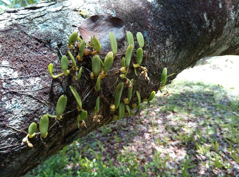 Bulbophyllum humblotii photo 7