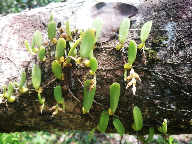 Bulbophyllum humblotii photo 8