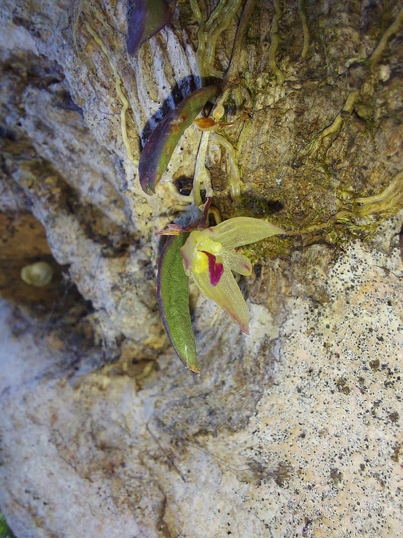 Bulbophyllum hymenanthum