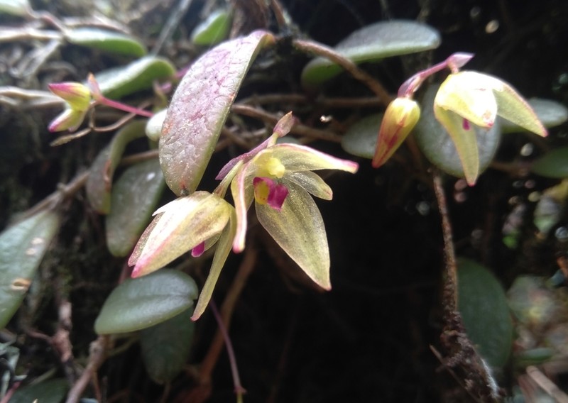 Bulbophyllum hymenanthum photo 2